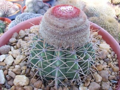 Melocactus zehentneri exotic rare cacti plant cactus 4"