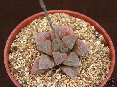 Haworthia Pygmaea, exotic rare succulent plant cacti 4"