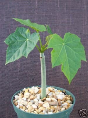 Jatropha curcas @@ rare succulent cacti plant cactus 6"