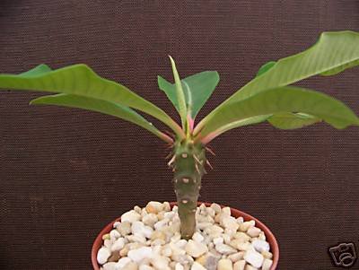 Euphorbia Viguieri exotic rare succulent plant cactus 4
