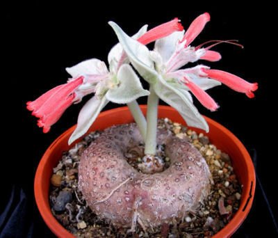 Sinningia leucotricha, rare caudex plant seed 100 SEEDS