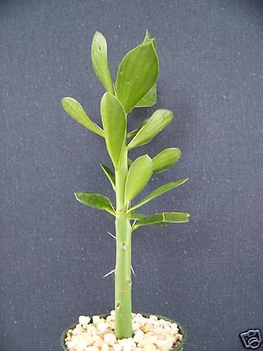 Pereskia Lychnidiflora @ rare succulent plant cactus 4"