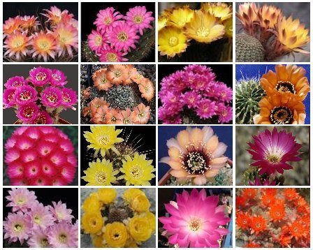 Lobivia variety MIX @@ cacti rare cactus seed 100 SEEDS