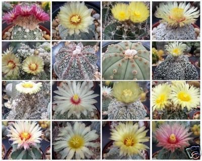 Exotic Cactus Collection Astrophytum Variety MIX @@ rare cacti seed lot 50 SEEDS