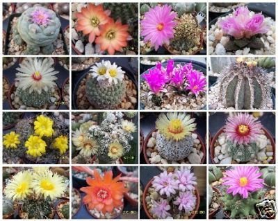Exotic Cactus collection variety mix @ rare cacti seed succulents 200 seeds lot