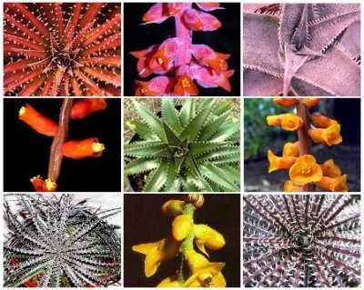 Dyckia MIX exotic succulent cactus hetchia cacti xeriscaping aloe seed 50 SEEDS