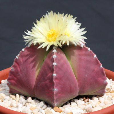 Astrophytum PURPLE nudun, @J@ rare cactus seed 20 SEEDS