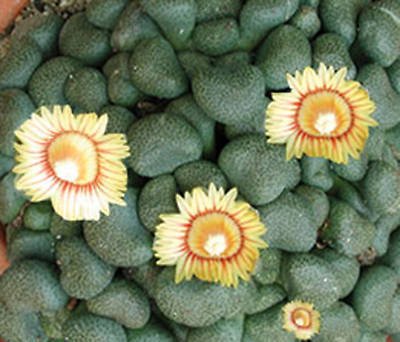 Aloinopsis schooneesii rare living stone seed 100 SEEDS