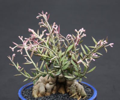 Monadenium rubellum caudex bonsai cactus seed 10 seeds