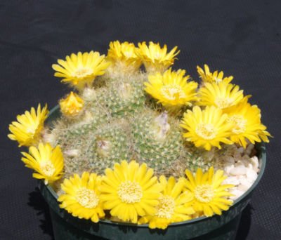 Parodia aureispina @J@ cacti rare cactus seed 100 SEEDS