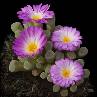 Frithia pulchra rare cactus mesembs cacti seed 50 SEEDS