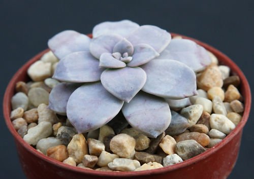 Graptopetalum pentandrum rare flower succulent plant 4"