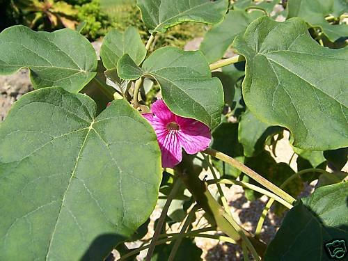 Uncarina stellulifera caudex @ rare succulents 50 SEEDS