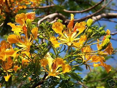 YELLOW FLAMBOYAN ROYAL POINCIANA DELONIX REGIA 50 SEEDS