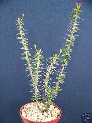 Euphorbia guillemetii hybrid rare succulent plant 4"pot