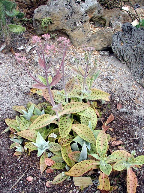 Kalanchoe Gastonis rare succulent plant cactus cacti 4"