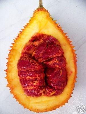 GAK uncommon exotic fruit plant vine rare seed 25 SEEDS
