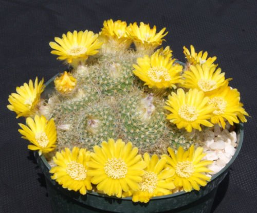 Parodia aureispina rare succulent plant cacti cactus 4"