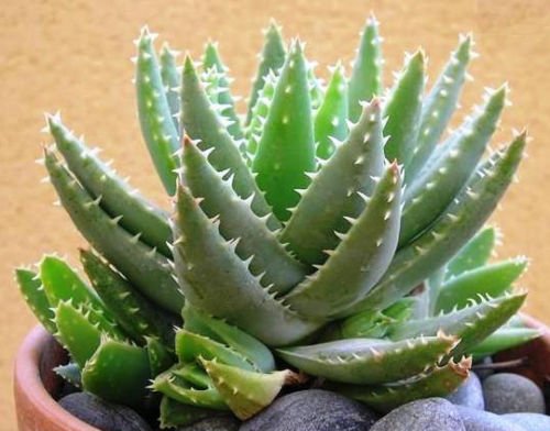 Aloe brevifolia @ plant succulent cactus agave cacti 4"