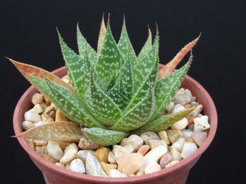Aloe aristata, exotic rare succulent plant cactus 4 pot
