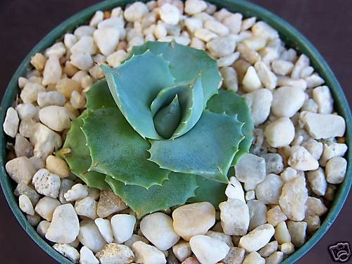 Agave isthmensis @ rare succulent plant cactus cacti 4"