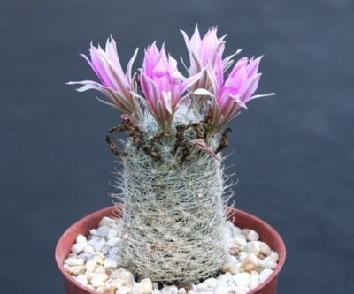 Mammillaria boolii rare flowering cacti plant cactus 4"