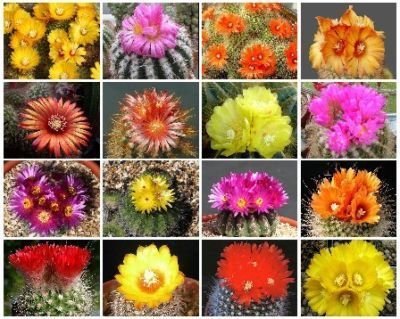 PARODIA VARIETY MIX FLOWERING CACTUS SEED 1000 SEEDS !!