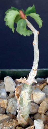 Commiphora wightii @J@ caudex rare bonsai seed 15 seeds