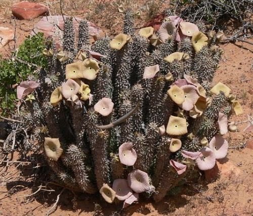 Hoodia gordonii rare diet succulent cactus seed 5 seeds