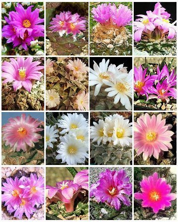 Ariocarpus variety mix, rare cactus seed cacti 50 SEEDS