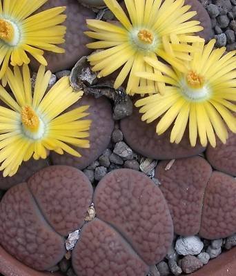 Lithops hookeri @ living stone succulent seed 100 SEEDS