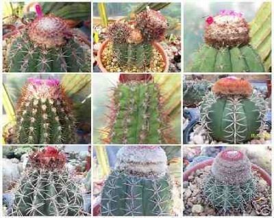Melocactus MIX exotic cacti rare cactus seed 5000 SEEDS