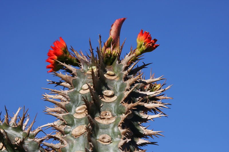 Euphorbia Viguieri, exotic rare succulent seed 20 seeds