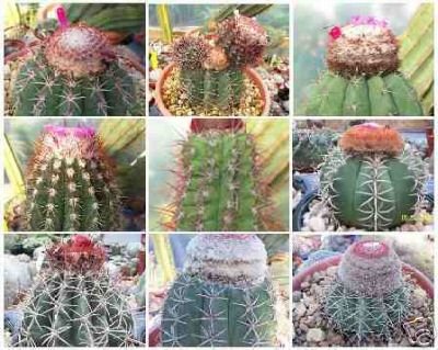 MELOCACTUS MIX EXOTIC CACTI RARE CACTUS SEED 500 SEEDS