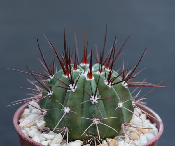 Melocactus longispinus @J@ exotic cacti plant cactus 4"