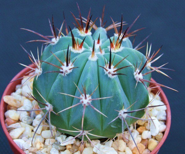 Melocactus pachyacantus exotic @@ cacti plant cactus 4"