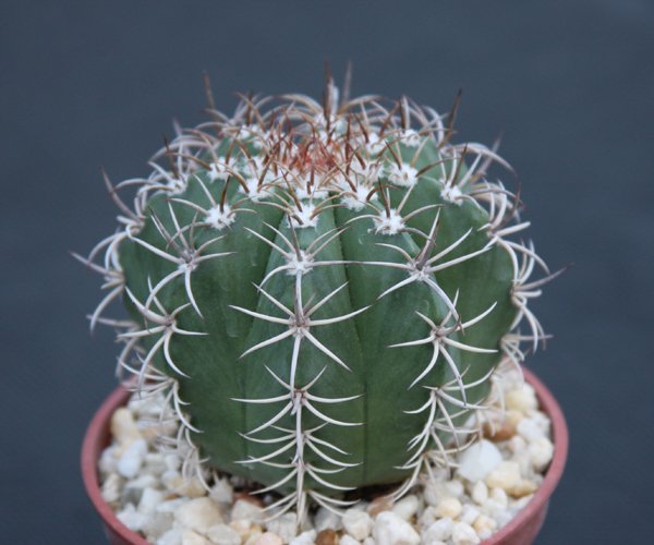 Melocactus matanzanus rare exotic cacti plant cactus 4"