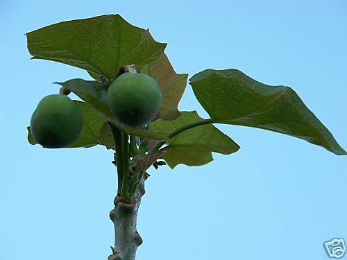 Jatropha curcas @\@ rare succulent plant seed 50 seeds