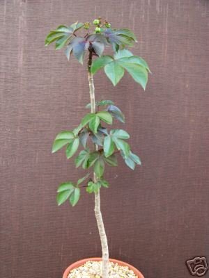 Jatropha gossypiifolia rare succulent plant cacti 8 pot