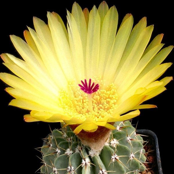 Parodia buiningii notocactus rare plant cacti cactus 4"