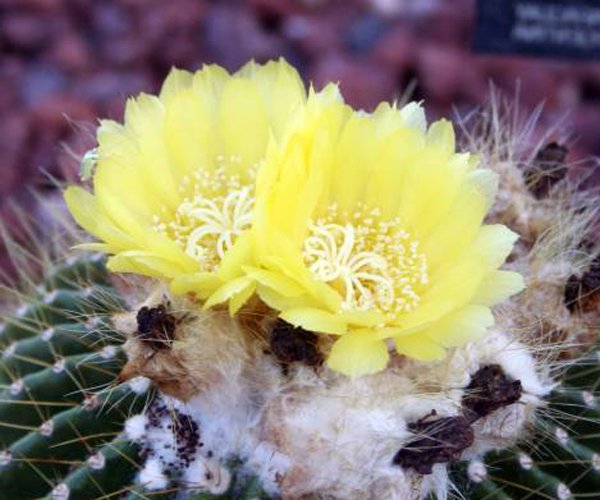 Parodia schumanniana @@ notocactus rare plant cactus 4"