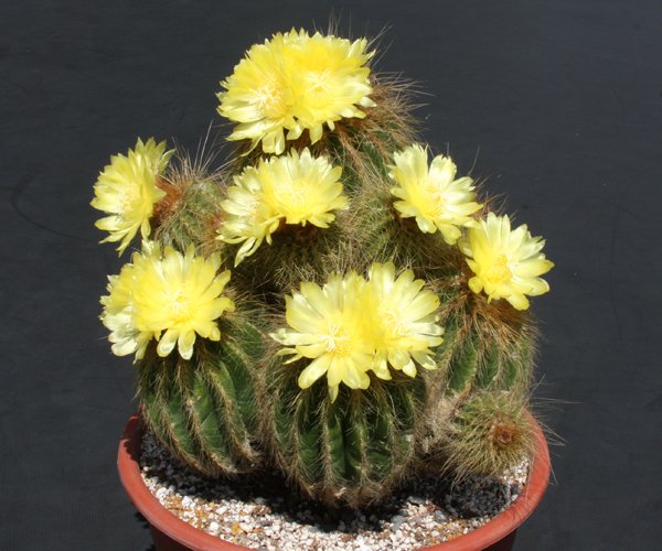 Parodia warasii @ notocactus rare cacti cactus plant 4"