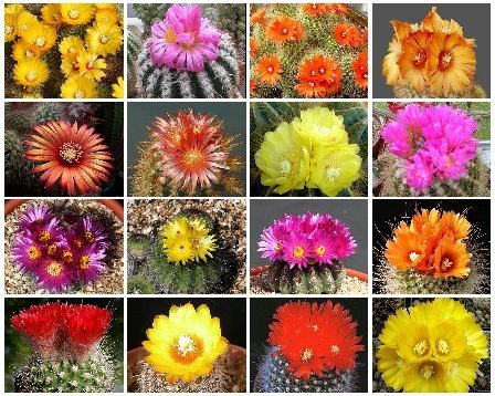 PARODIA VARIETY MIX FLOWERING CACTUS SEED 5000 SEEDS !!