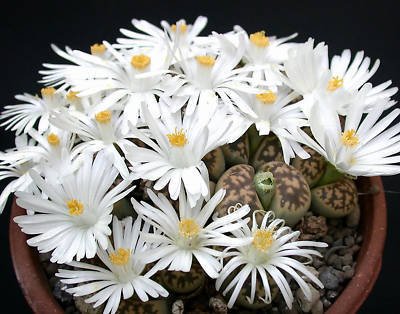 Lithops karasmontana living stone cactus seed 100 SEEDS