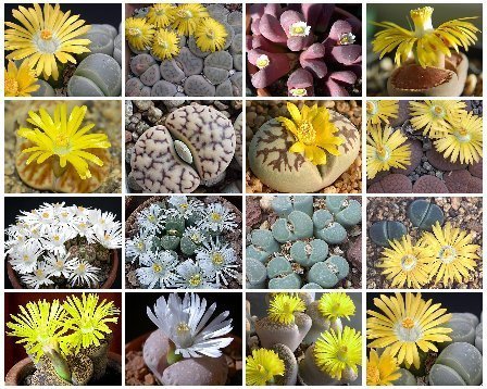 Lithops MIX succulent cacti living stone seed 100 SEEDS