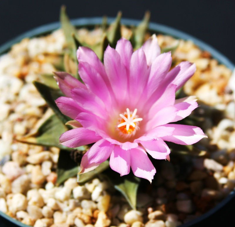 Ariocarpus trigonus cactus rare cacti seed 10 SEEDS