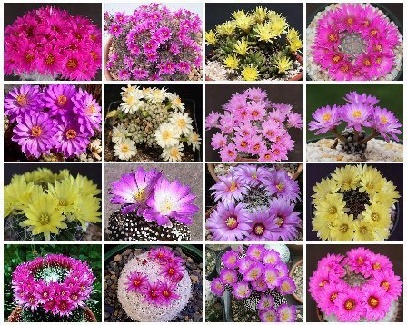 Mammillaria MIX @ pincushion rare cactus seed 300 SEEDS