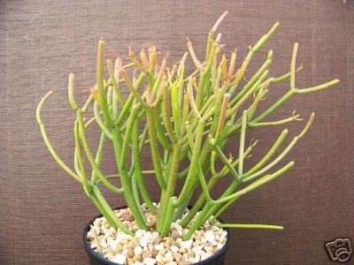 EUPHORBIA TIRUCALLI @ pencil cactus plant succulent 1g