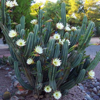 Cereus hildmannianus QUEEN OF THE NIGHT seed 1000 SEEDS