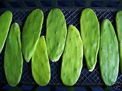 Opuntia grafting stock cactus grafted cacti 20 cuttings